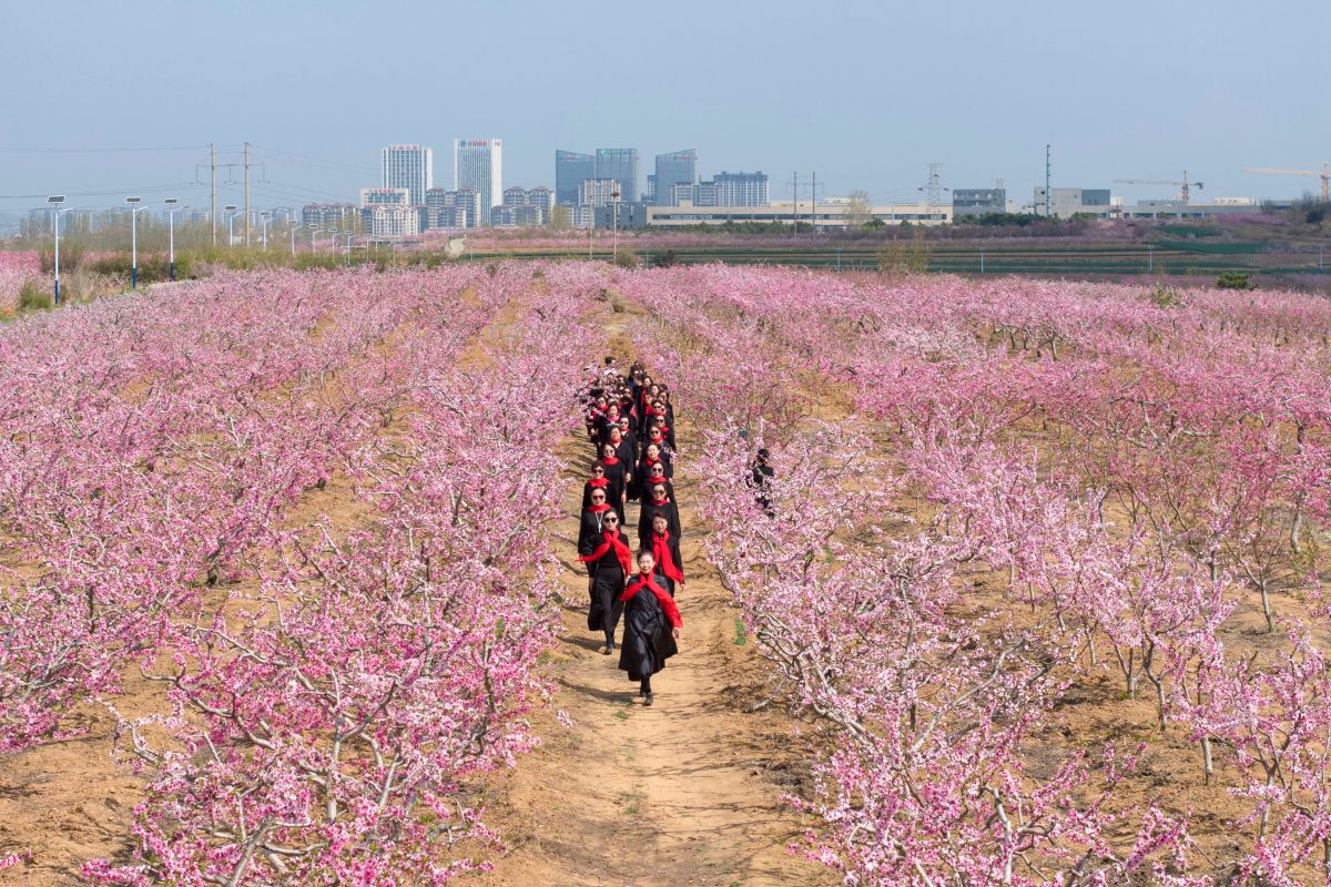 石家庄龙泉大桥桃花图片