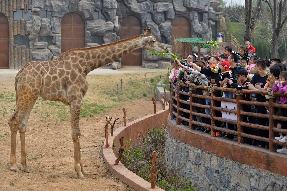 来,跟我一起看看这份超详细的攻略,让你轻松get动物园游玩新姿势!